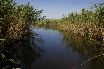 Plants specific to the wetlands (reeds) in the Neaslov Delta in Romania, very similar to the Danube Delta.