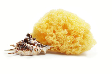 Natural sponge and sea shell isolated on white background.
