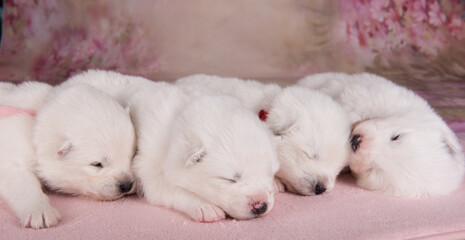 Four small two weeks age old cute white Samoyed puppies dogs