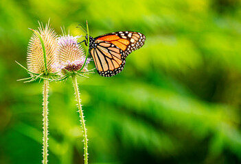 butterfly on a flower