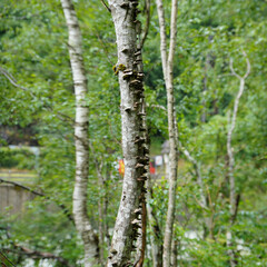 Iseltrail 2. Etappe: Flusswandern in Osttirol bei Matrei