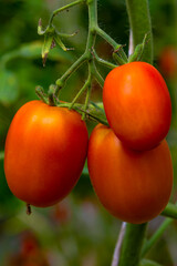 Photo food vegetable red tomato. The texture of tomatoes on a branch. Tomatoes, juicy and red. Macro.
