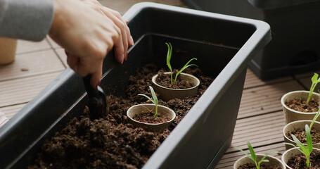 Seedling on soil in small garden at home balcony