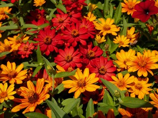 red and yellow flowers