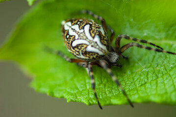 Close up big beautiful spider with four eyes on a green leaf