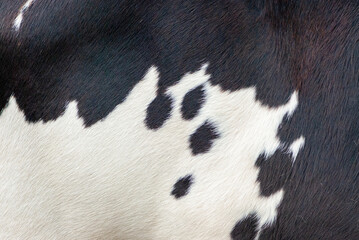 Black and white shiny furry alpine cow skin texture
