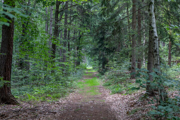 Waldweg in der Sächsischen Schweiz