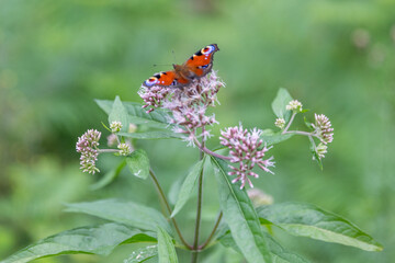 Schmetterling auf einer Blume