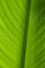 Detail of veins on green leaf