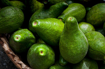artisanal and organic avocado harvest in south america
