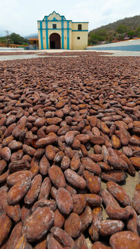 cocoa beans drying in the courtyard of the chuao church Aragua state Venezuela