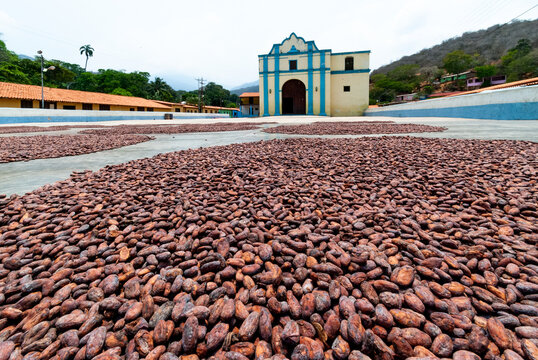 cocoa beans drying in the courtyard of the chuao church Aragua state Venezuela