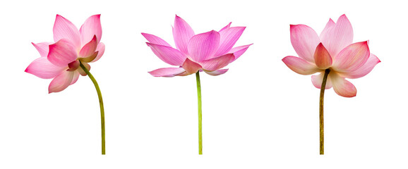 Pink Lotus flower collections isolated on white background. Nature concept For advertising design and assembly. File contains with clipping path so easy to work.