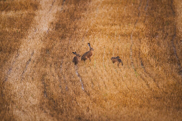 Aufnahme von Feldehasen welche sich in einem abgeernteten Feld niedergelassen haben © Stefan