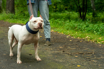 A kind white American pit bull terrier