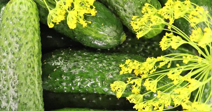 Fresh green cucumbers with of dill and garlic pickling products