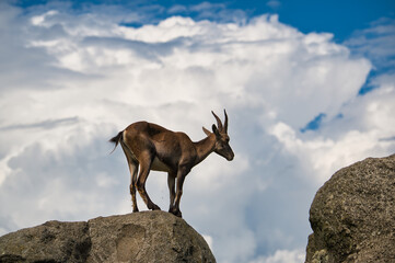 Aufnahme eines Steinbock auf einem Felsen