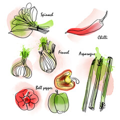 Watercolor effect vegetable vector icon set. Digital painting and hand-drawn monoline elements.