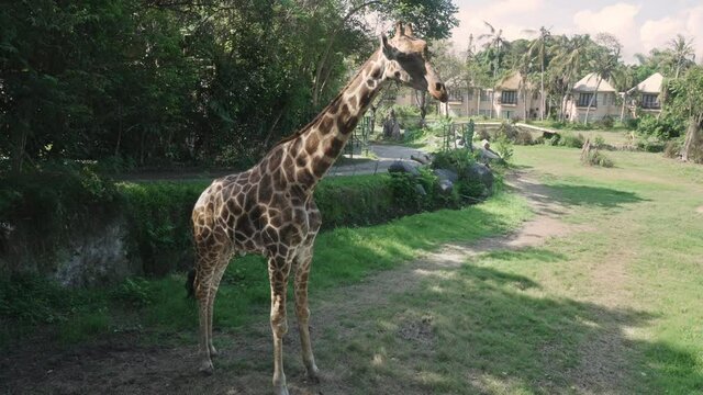 A large giraffe is standing in a green clearing and sunbathing in the sun. An animal in search of food is resting against the background of green trees, in the distance, the outlines of a village 