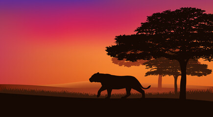 wild lioness walking over african national park savannah at sunset - evening landscape vector silhouette scene