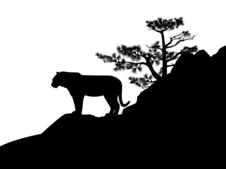 wild tiger standing on pine tree covered rock cliff - black and white vector silhouette scene