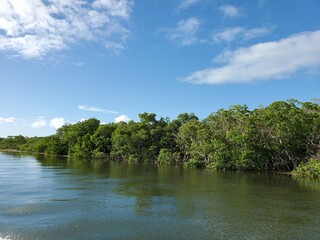 Florida Mangroves