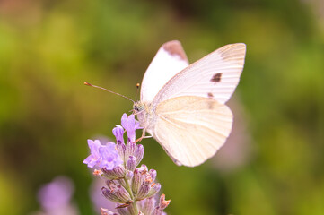 Nahaufnahme eines weissen Schmetterling welcher sich auf Lavendel niedergelassen hat