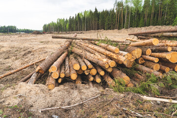 trees are cut down, deforestation for construction,