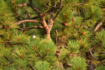 little bird in a tree