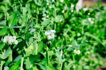 young peas in the garden