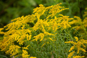 Ragweed Plant in Bloom In Summer