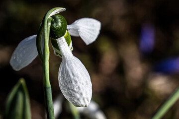 a snowdrop blossom in spring