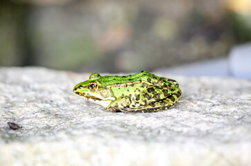 Portrait eines kleinen grünen Laubfrosch auf einem Granitstein.