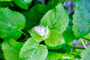 Close up of pink sage flowers during shower.