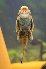 Eine Nahaufnahme eines Antennenwels der an einer Aquariumscheibe klebt, angesaugt ist.