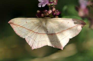 Portrait eines Tag Falters, Spanners oder Schmetterlings.