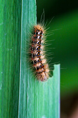Eine Raupe des Goldafters beim fressen an einem Blatt der Wasserlilie.