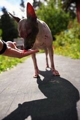 American naked terrier eats berry from his hand