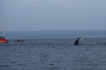 Naklejka premium two dolphins jumping
