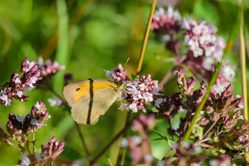 Portrait eines Tag Falters, Spanners oder Schmetterlings.