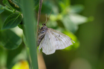 Portrait eines Tag Falters, Spanners oder Schmetterlings.