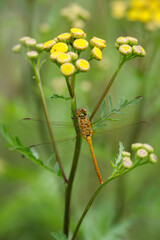 Portrait einer gelben Prachtlibelle, Libelle auf einen Rainfarn.