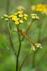 Portrait einer gelben Prachtlibelle, Libelle auf einen Rainfarn.