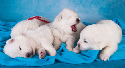 Four small one month old cute white Samoyed puppies dogs