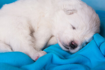White fluffy small Samoyed puppy dog is sleeping on blue