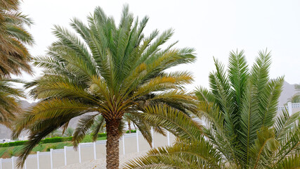 Date palm tree. Oman, Middle east.