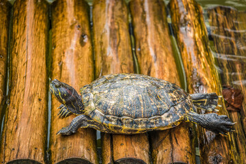 turtle on the wood