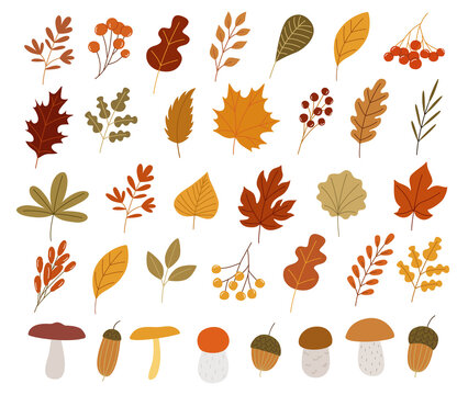 Colorful autumn set of leaves, mashrooms and acorns. Vector illustration clipart