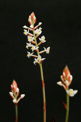 Ludisia discolor, terrestrial asiatic orchid flowering