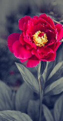 Red peonies flowering isolated on gray background .